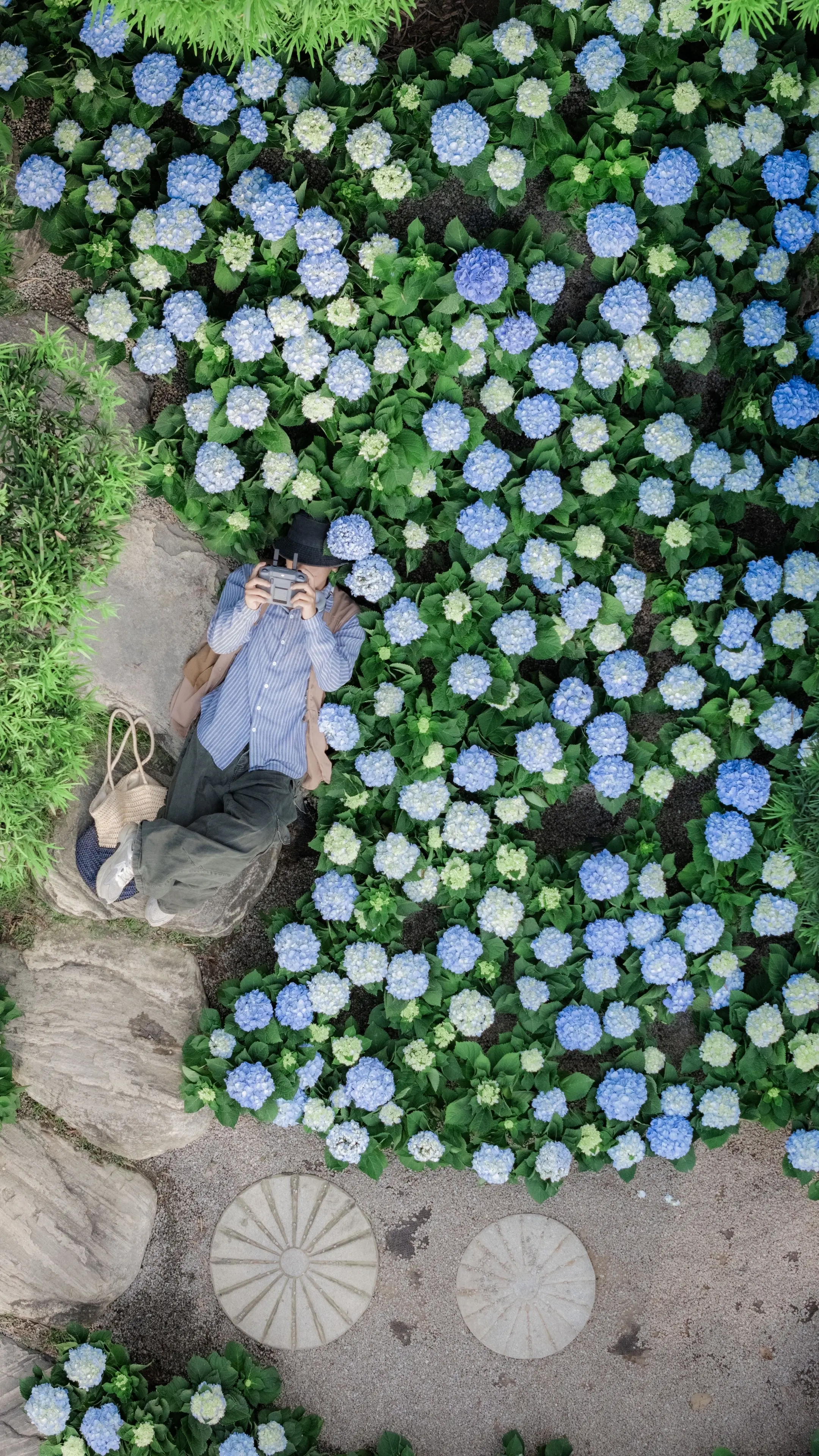 藏在佛山的绣球秘境。佛山绣球花拍照打卡攻略 📍导航：顺德陈村花卉世界...