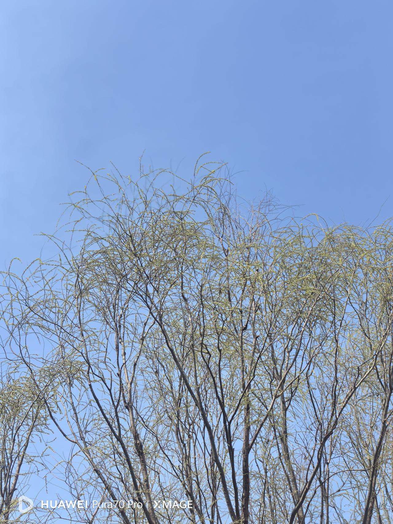 今天是春分，恰逢农历二月二，“龙抬头”的日子。早晨女儿打电话，让我去给小外孙“剃