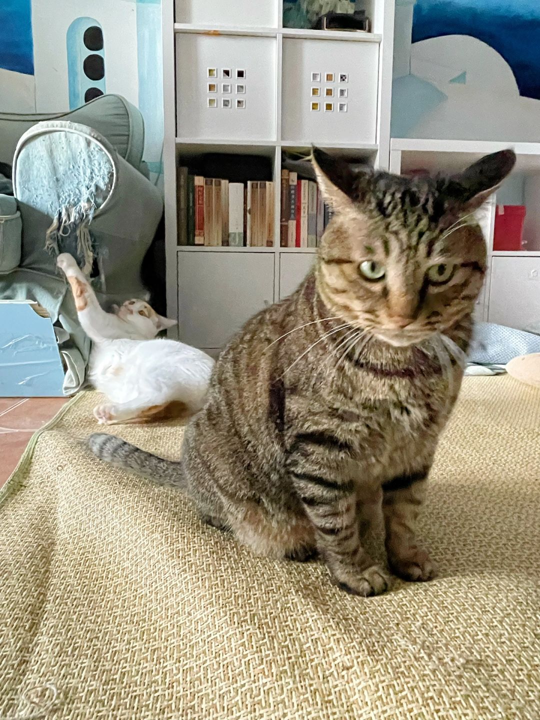 只要我不看 家里就不乱