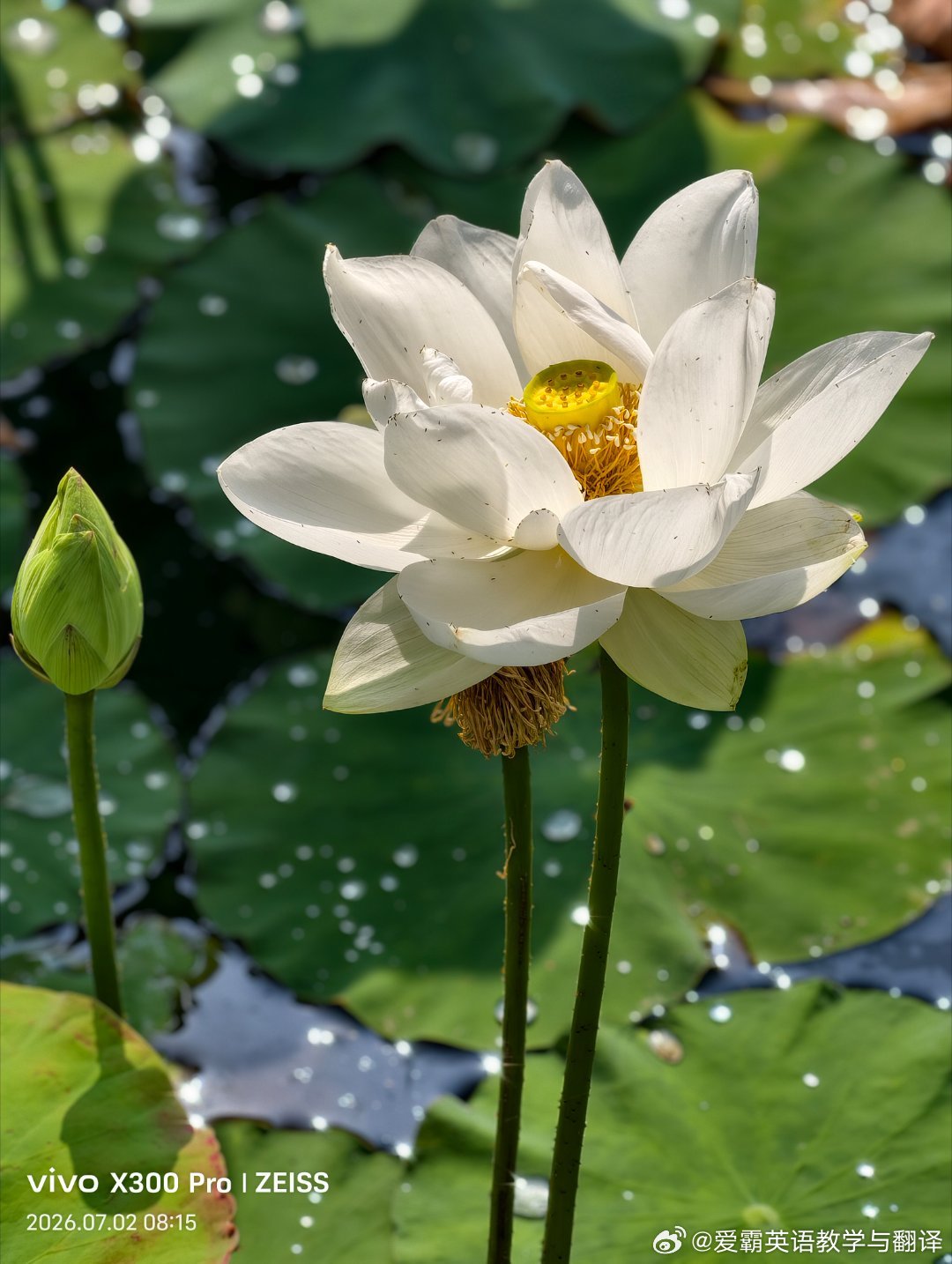 南山公园•美丽荷花洁白如玉，或雍容或飘逸，皆婷婷玉立，如斯美好，尽收眼底。 