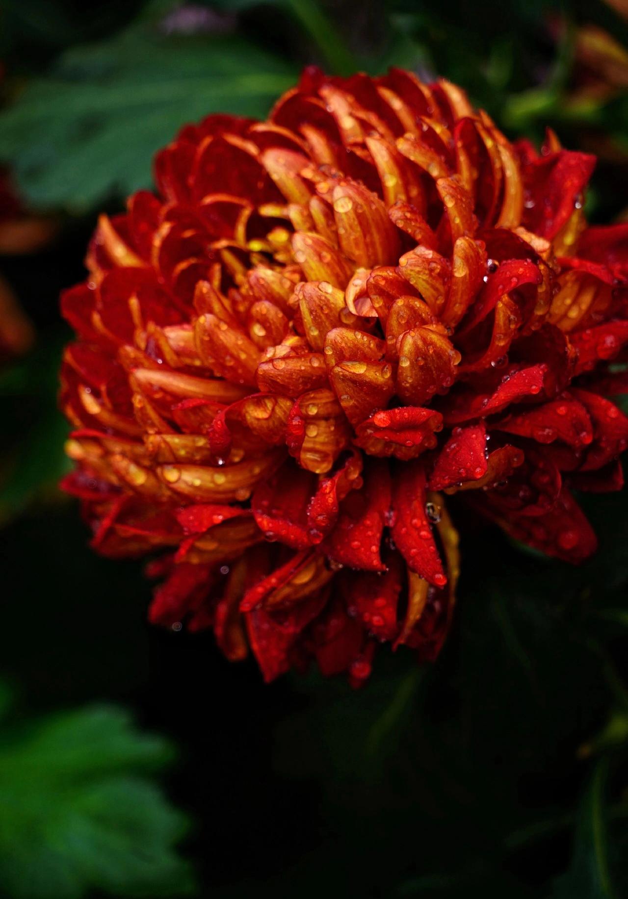 冬日生活打卡季这朵红菊开得热烈奔放，花瓣层层叠叠，红中带橙，宛如燃烧的火焰。晨露