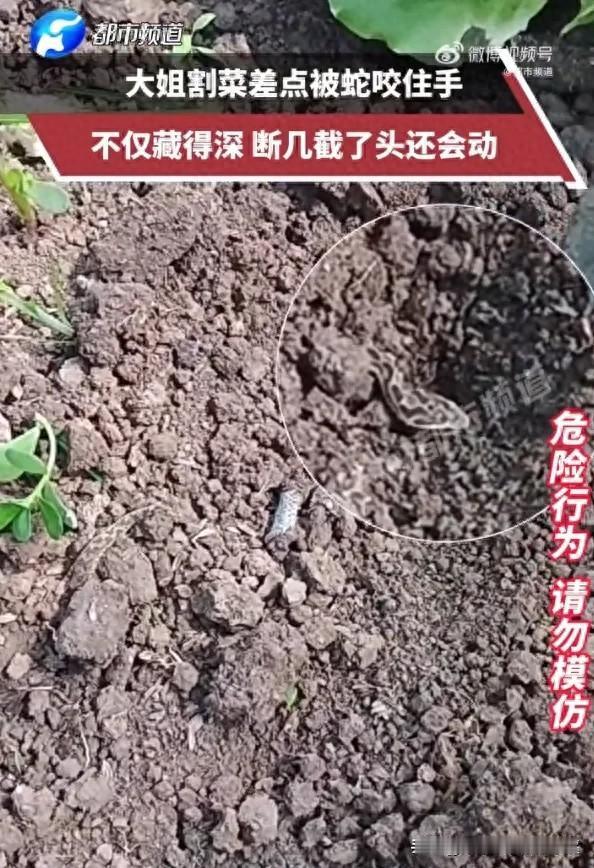 太恐怖了！安徽，一女子在自家菜地割菜，当她伸手拨开菜叶时，发现一条小蛇盘踞其中，