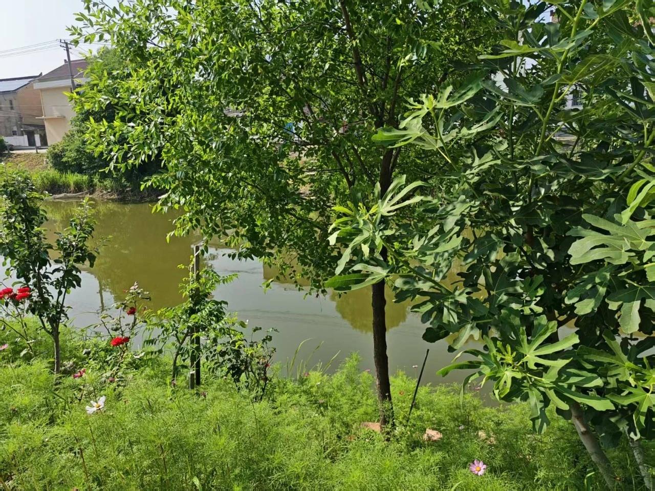 宝应闻莺社区有人播撒数百斤格桑花种子
近日，闻莺社区顺阳路河畔格桑花绚烂绽放，缤