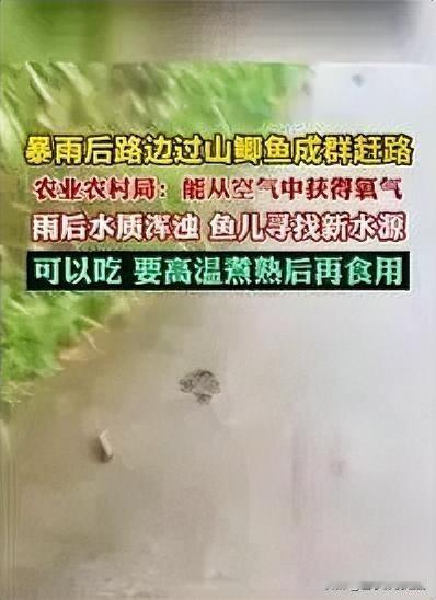暴雨后，过山鲫开启“赶路”奇景
暴雨初歇，城市路边惊现奇妙一幕：一群过山鲫鱼正成