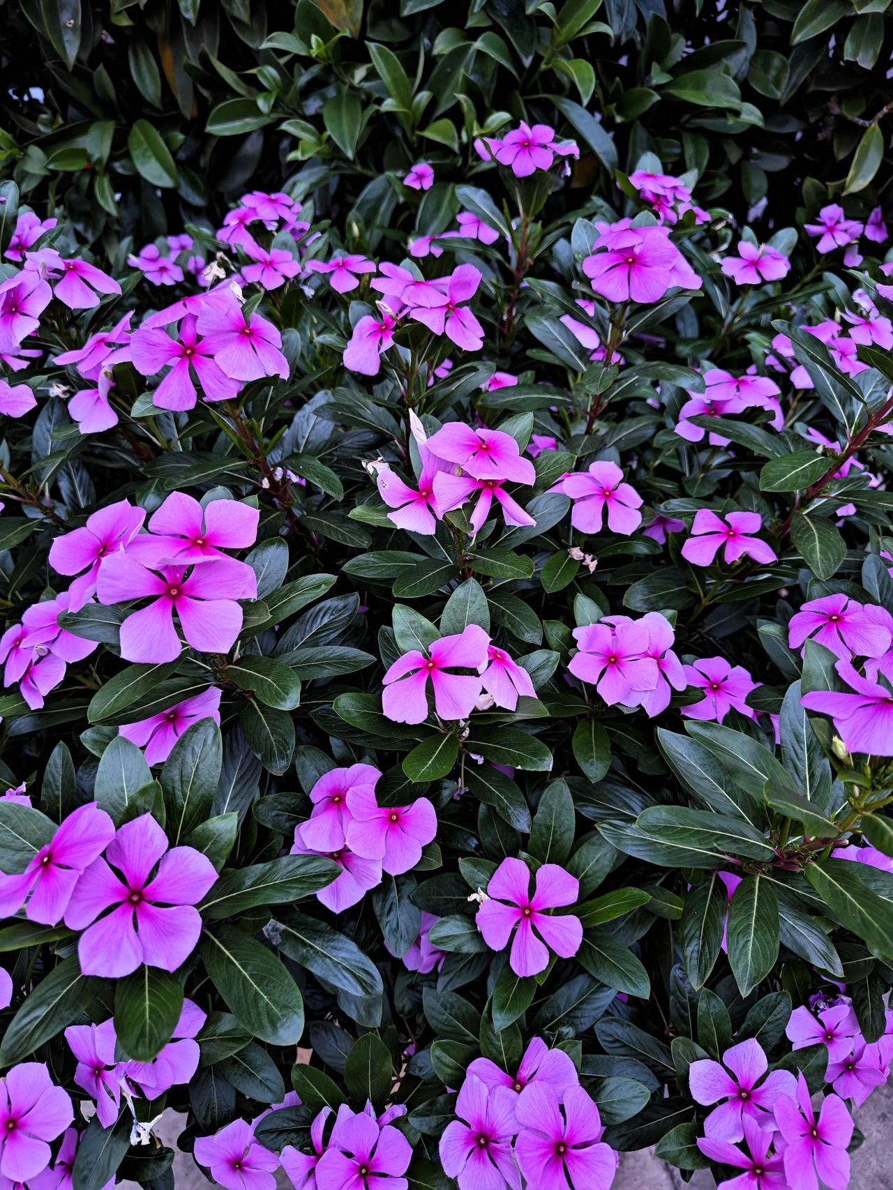 嗮一张你相册里的花