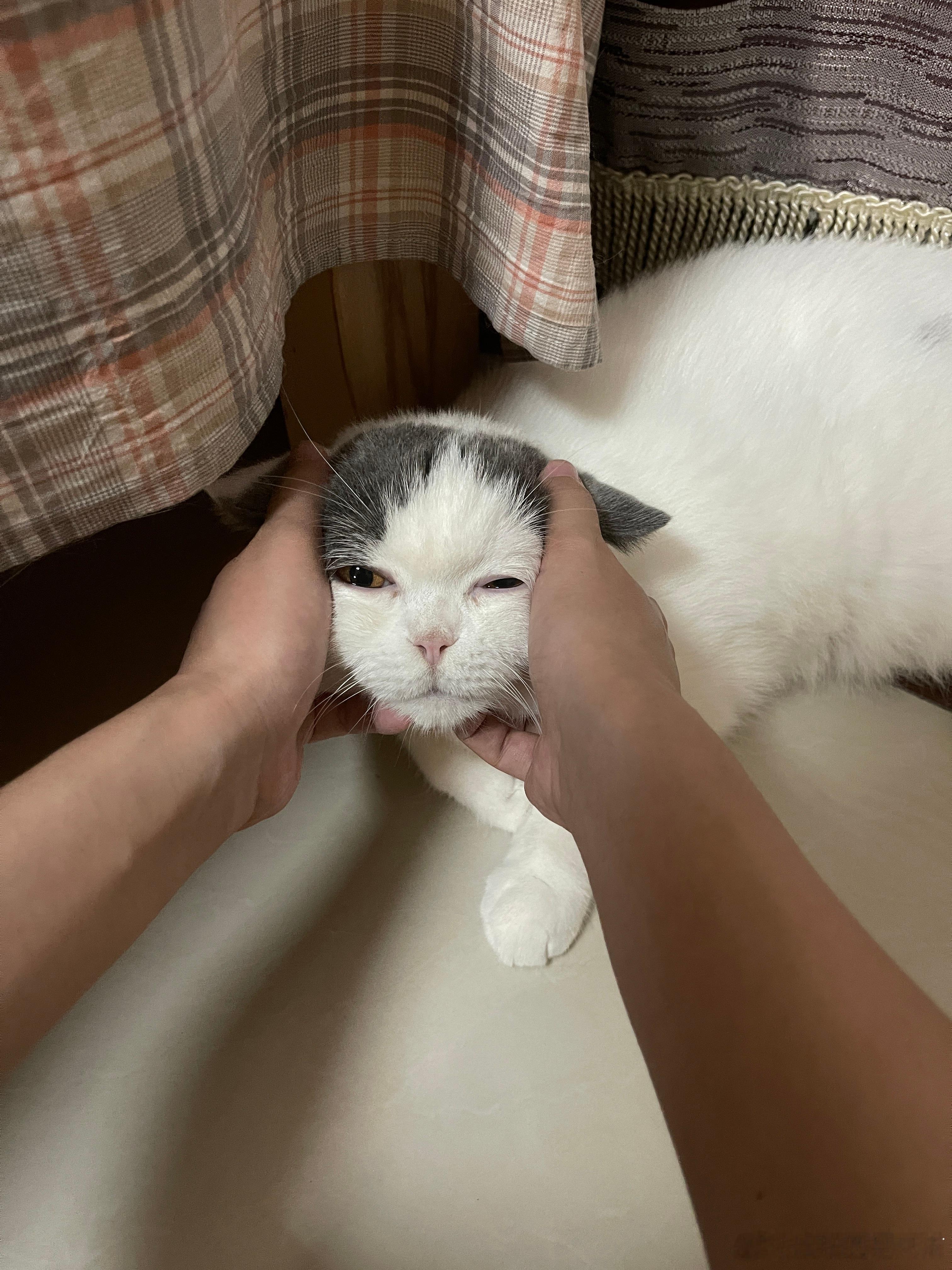 把豚豚喊醒了庆祝金牌 看眼神还在梦里 ​​​
