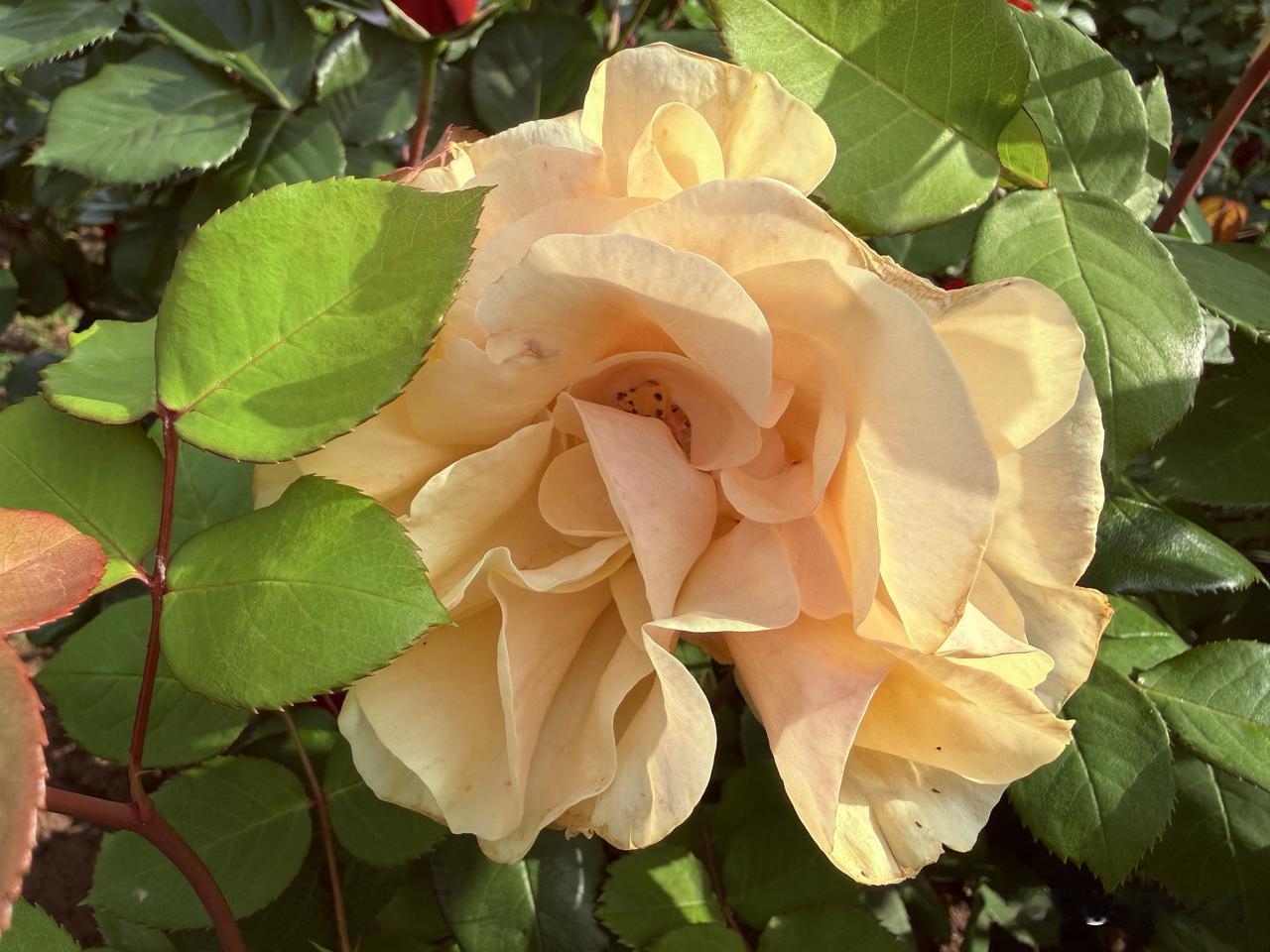 婚姻是一场合作,你赞同吗? 
【小对联】
上：巧遇；
下：……？