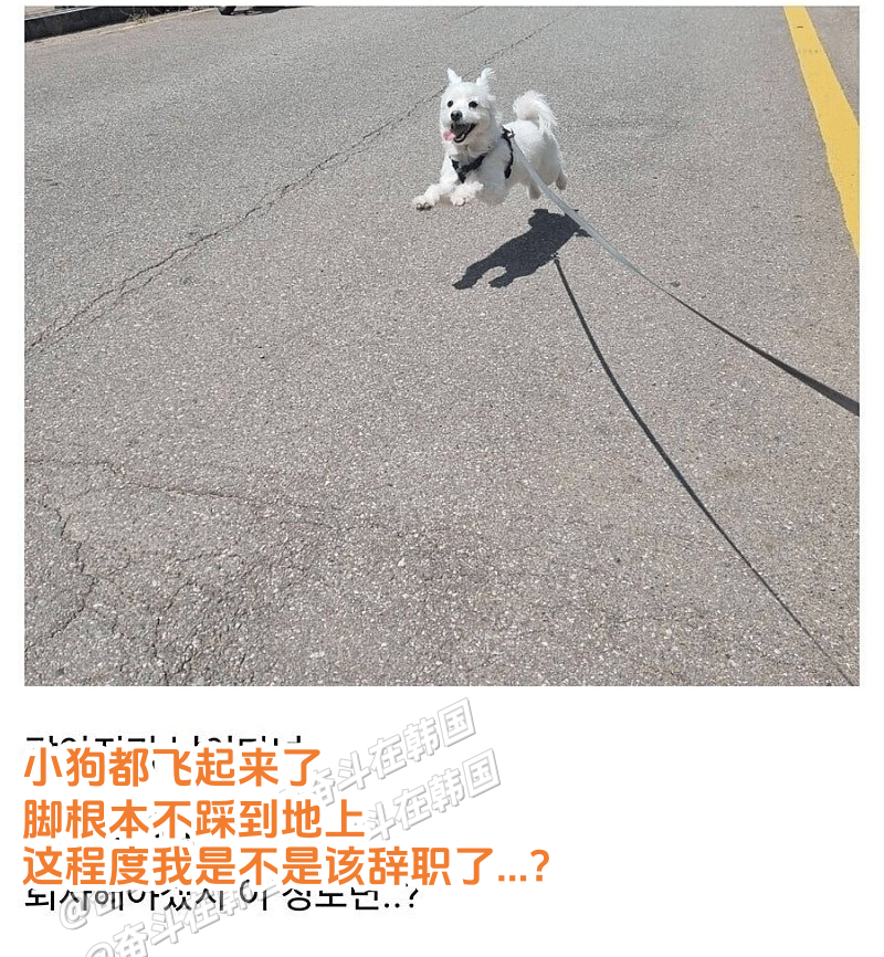 请半天假回家遛狗，小狗的反应 海外新鲜事 热点现场
