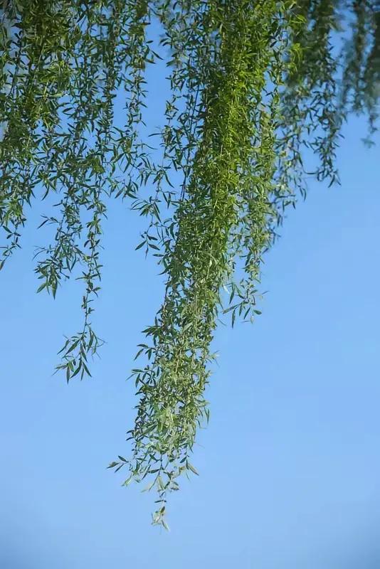 蝉鸣高柳，
鸟宿白杨。
横批：《杨柳之歌》