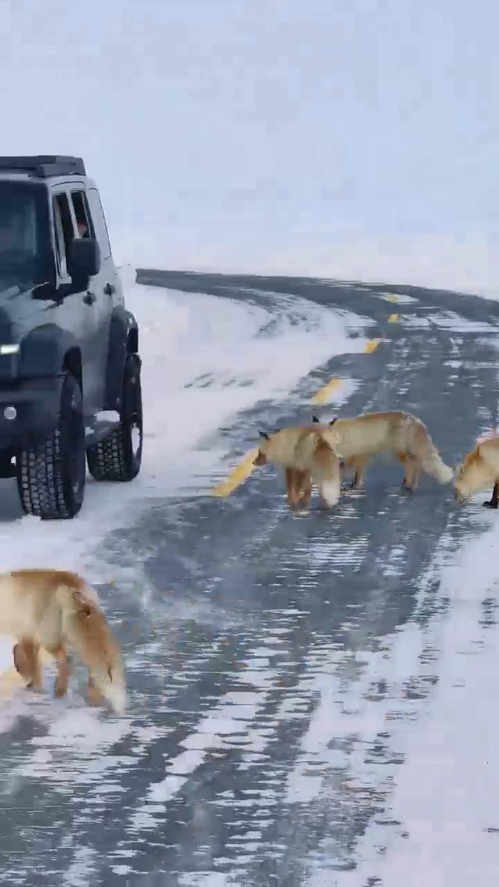 这就是拍照的第十二集，拍到了第十三次。好浓。这是第二十一只、二十二只、二十三只，