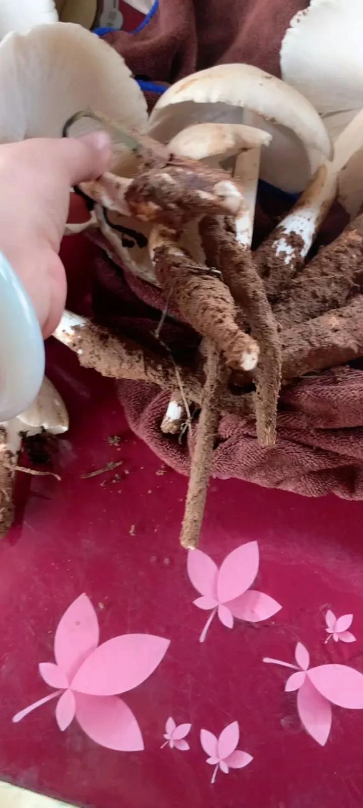 前两天下雨，小树林里长出
了不少蘑菇，这是我的
老婆从小树林里采来的蘑菇，
看着