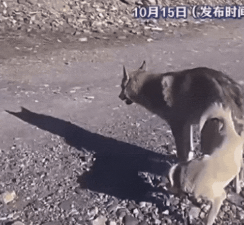 男子带着爱犬自驾游。第二天醒来时却被车窗外的一幕吓到——他的狗子正在与一匹野狼亲