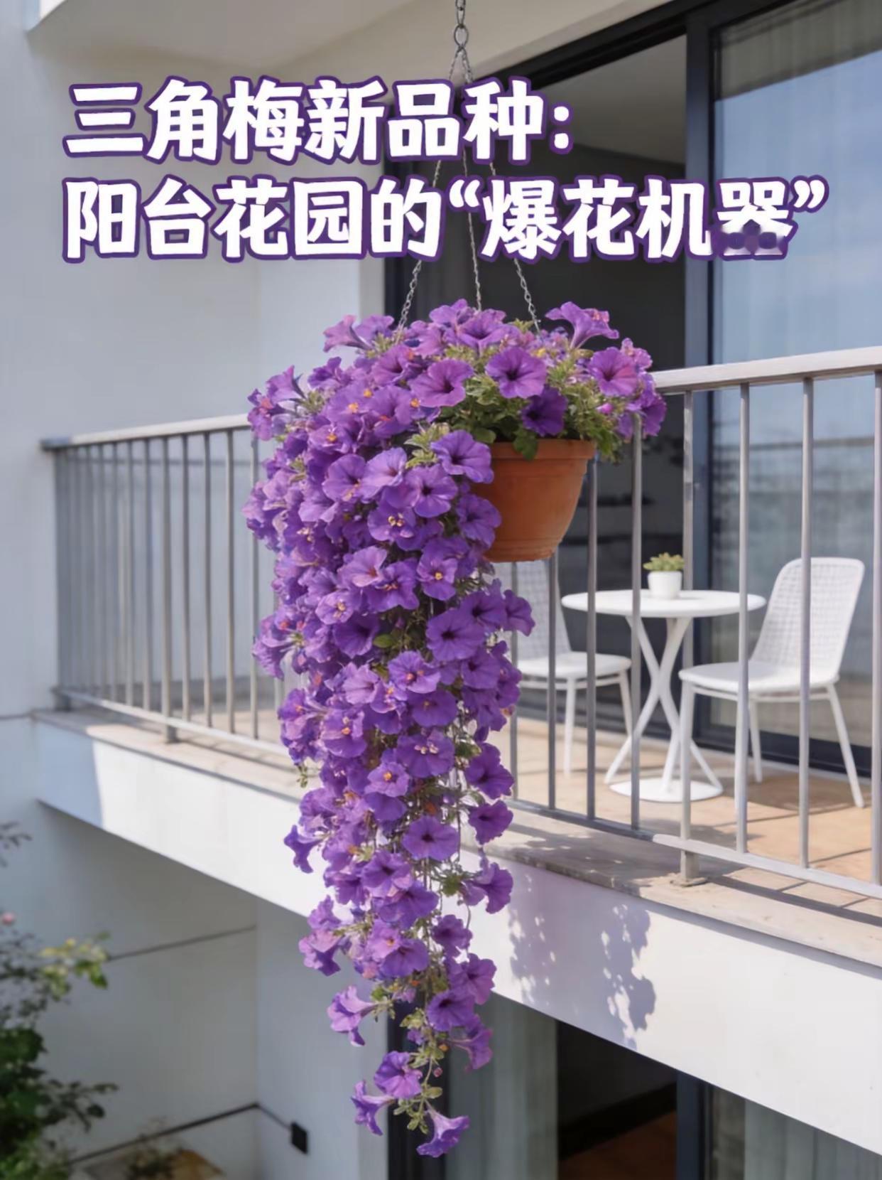三角梅新品种，阳台花园的爆花机器！。三角梅 新品种