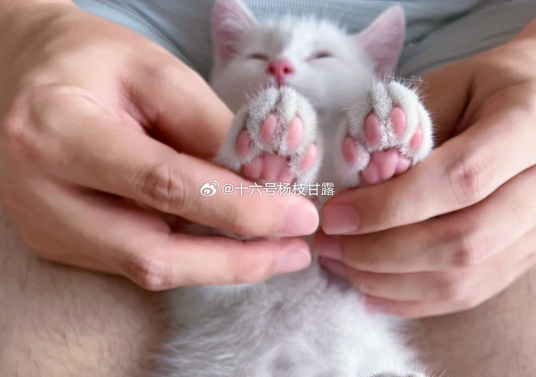 我的天呐‼️刚才我换衣服，刚穿上内衣，咪一直看我，我就蹲下来看它，结果它朝着我的