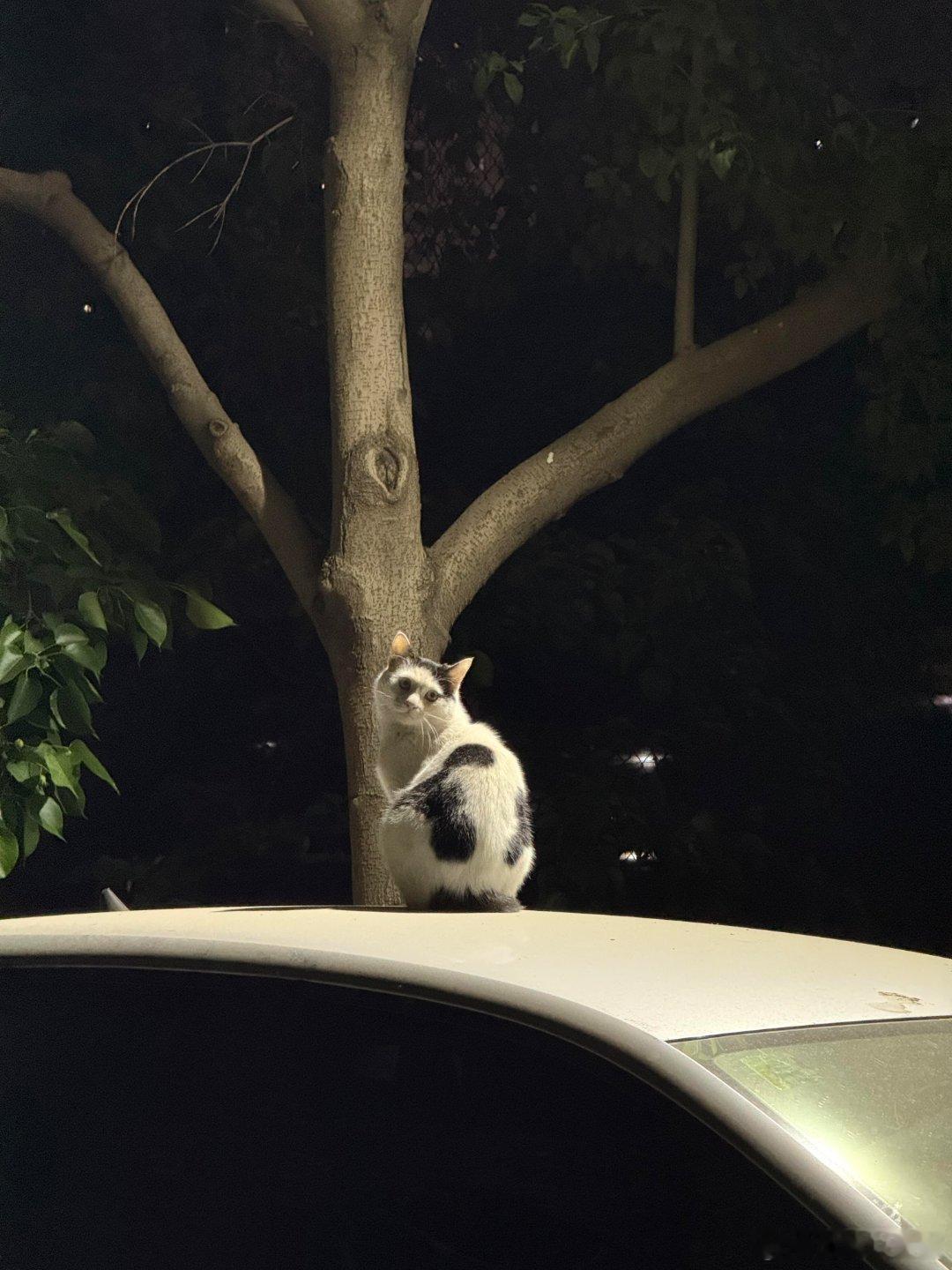 被猫猫治愈的夜晚🐈 ​​​