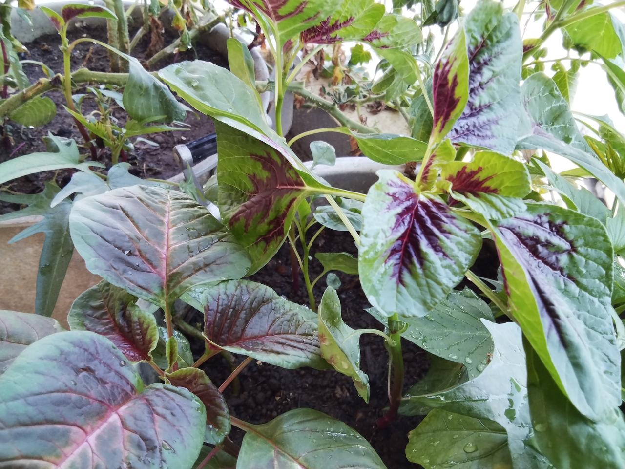 我发现，在阳台种菜，夏天种苋菜最合适不过……

这种菜，真的很适合夏天，没有虫害