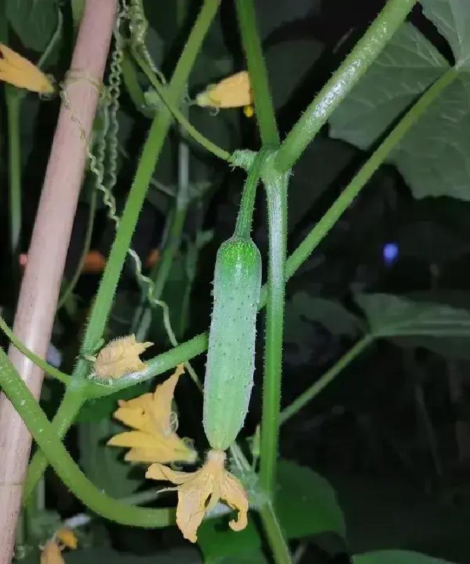 黄瓜打驴去一半这梗突然火了，刷十条短视频八条都在用。

其实就是把黄瓜当武器打驴