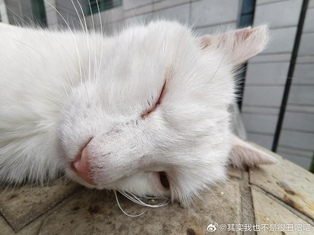 50502【丑猫】警惕性很强，睡觉要睁一只眼放哨 