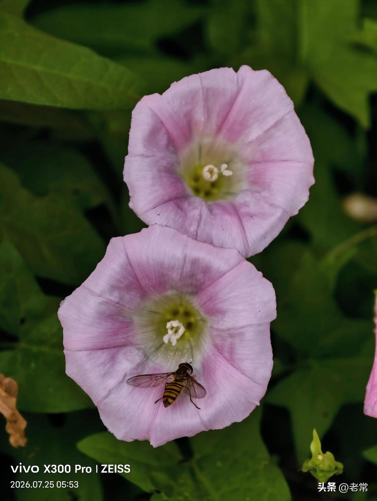 【原创\图文】
牵牛花的夏日。

深浅不一的牵牛花迎着晨光舒展身姿，是夏日路边最