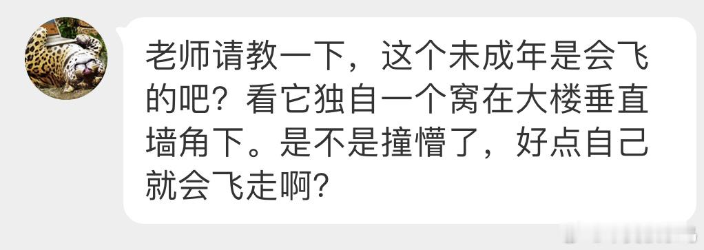 #鸟粉投稿# 缩在角落里的【珠颈斑鸠】刚处于离巢阶段，能飞 但需要父母引导它才行