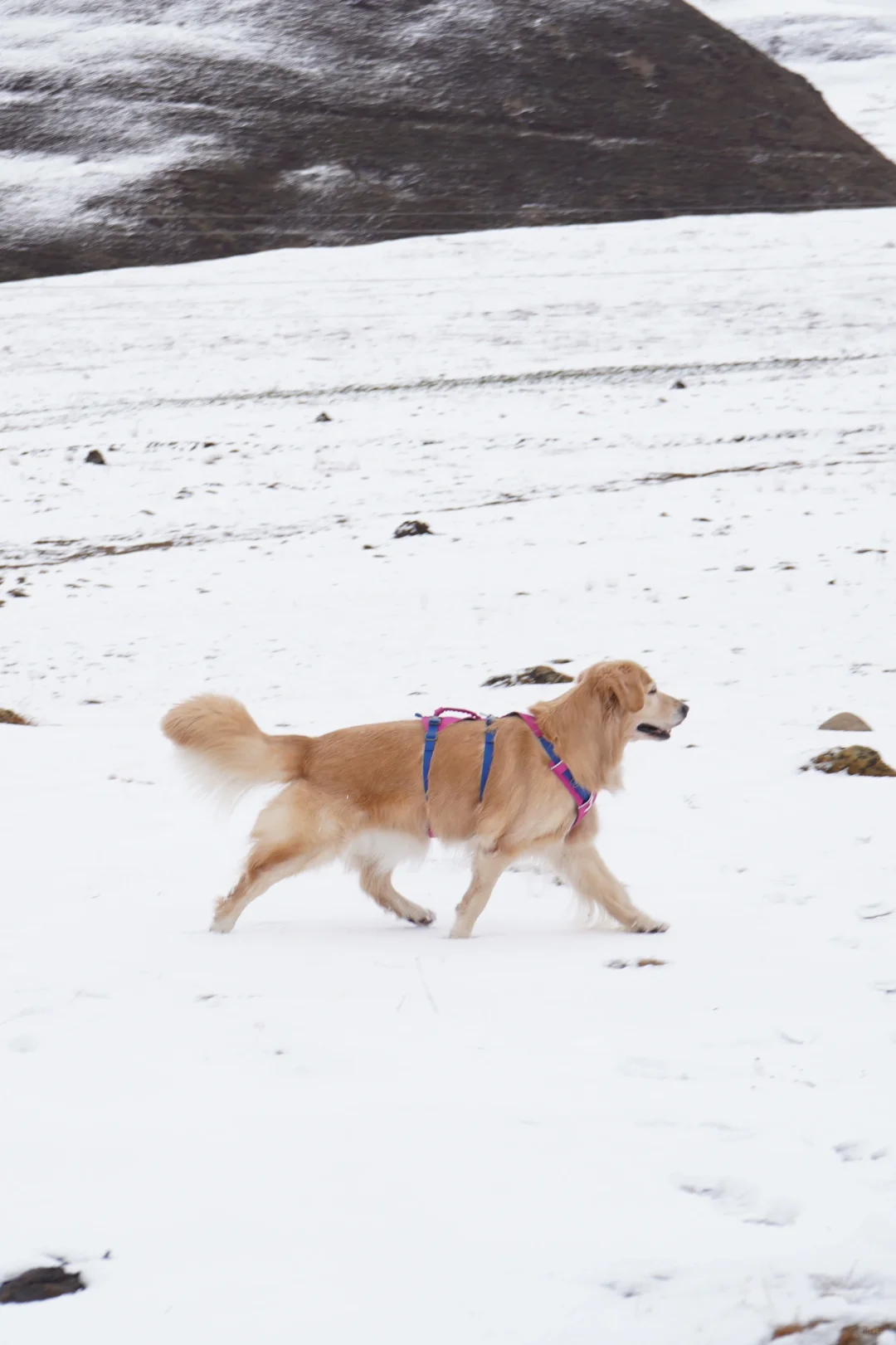 也是玩上24年的第一场雪啦～