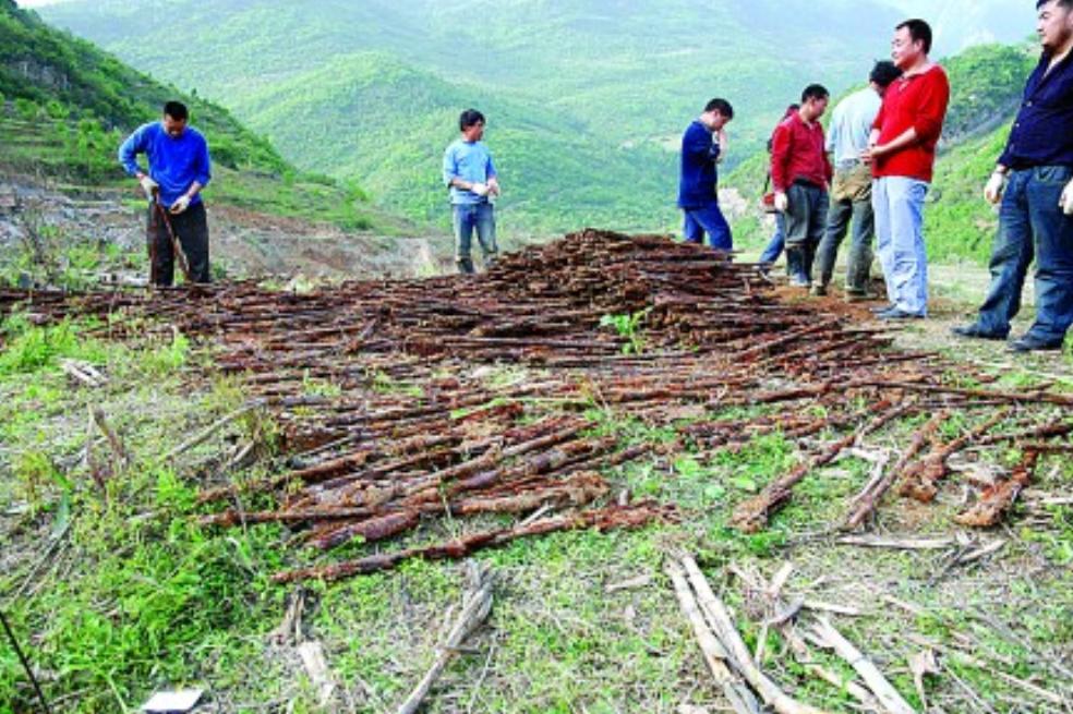 2009年江油的这次发现，确实让人心里咯噔一下。1349支枪整整齐齐埋在地下，不