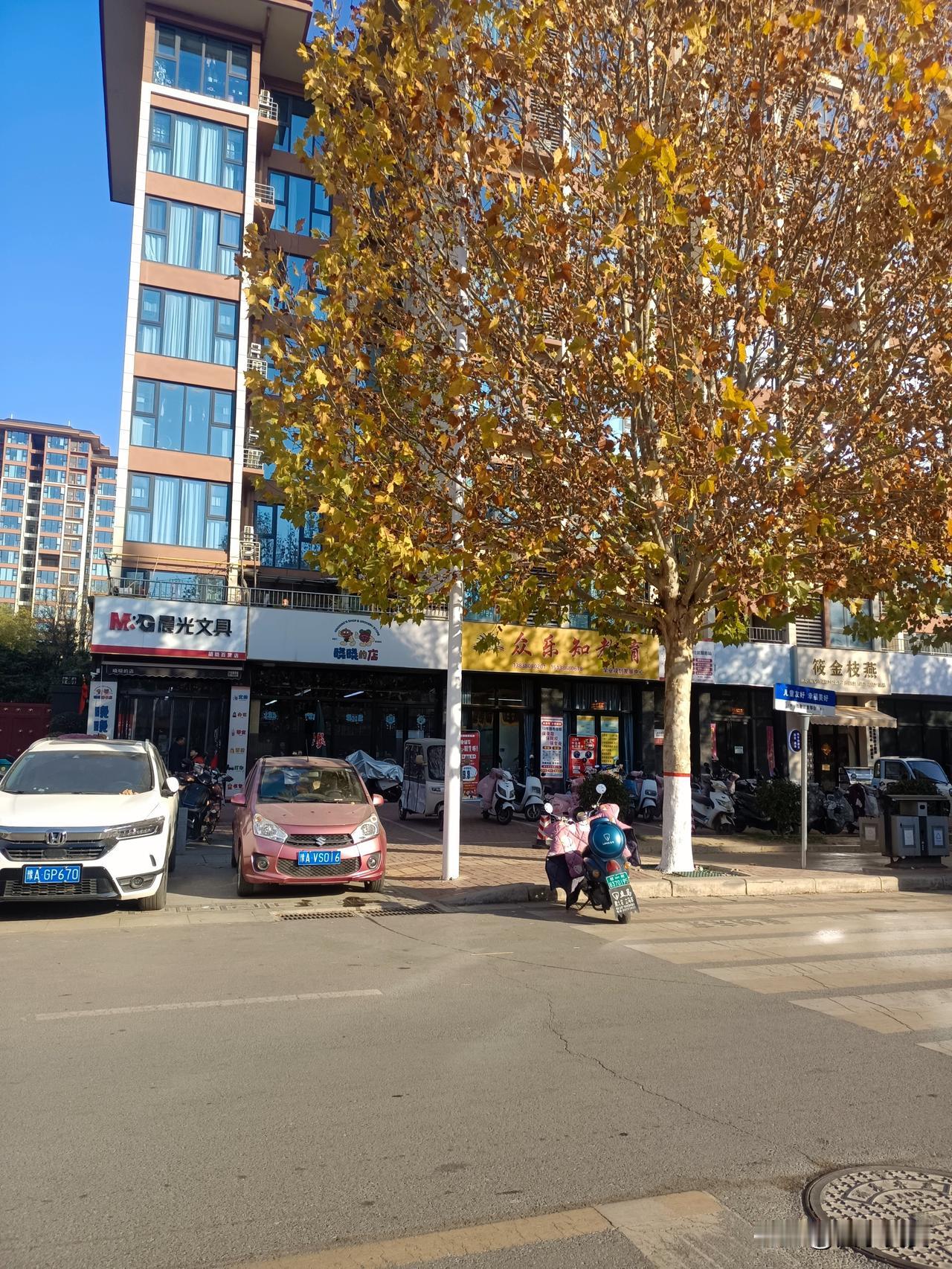 街上的秋，藏着最温暖的日常
 
初冬的风凉凉寒意，街角这棵法桐却还铆着劲儿把金黄