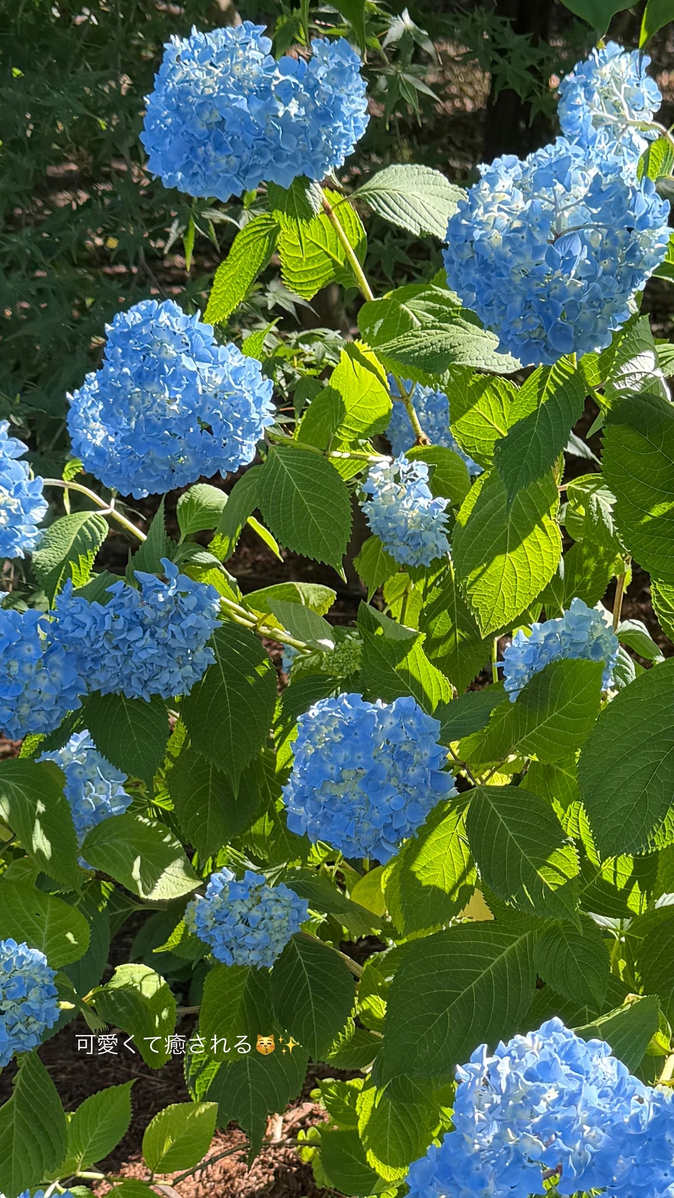 村上爱花被花朵🌺治愈了 