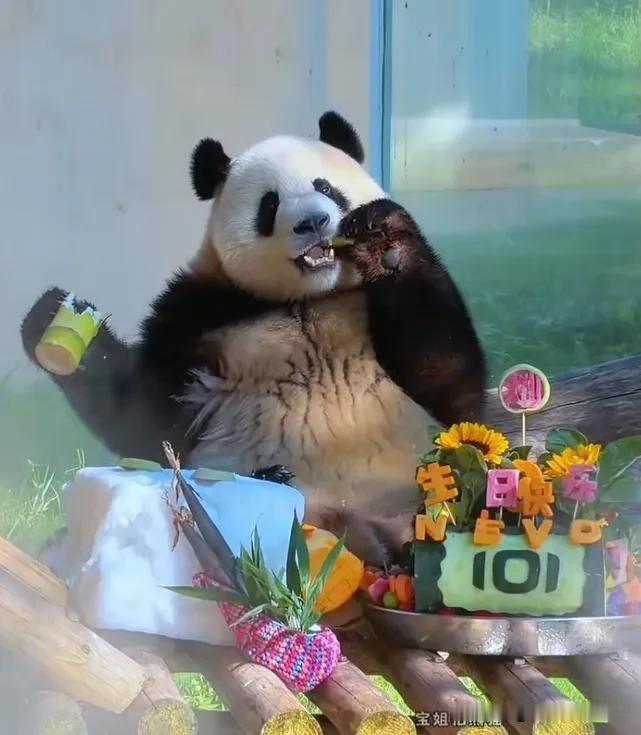 今天7月6日，是莽小五莽少爷3岁的生日，虫洞为它举办了隆重的生日会，少爷这生日过