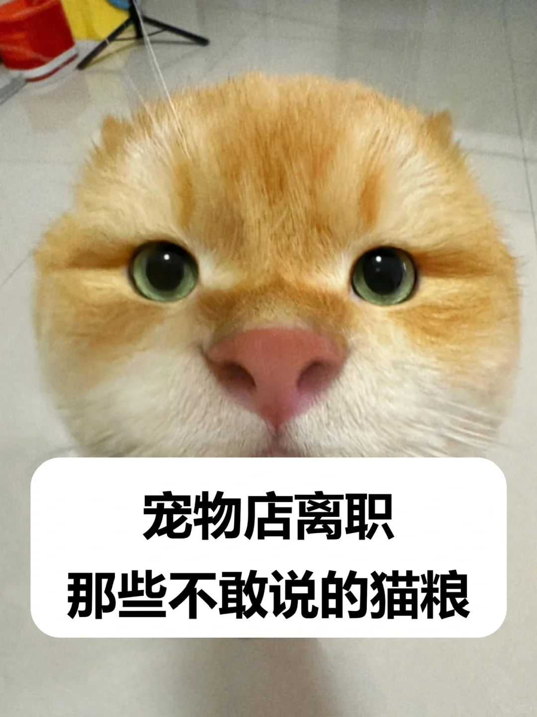 宠物店那些不能说的猫粮