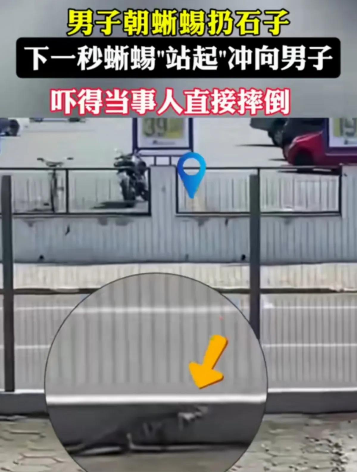 正当防卫，人不犯蜥蜴，我不犯你。

在巴西，一名小伙子闲来无事，正在街上转悠，转