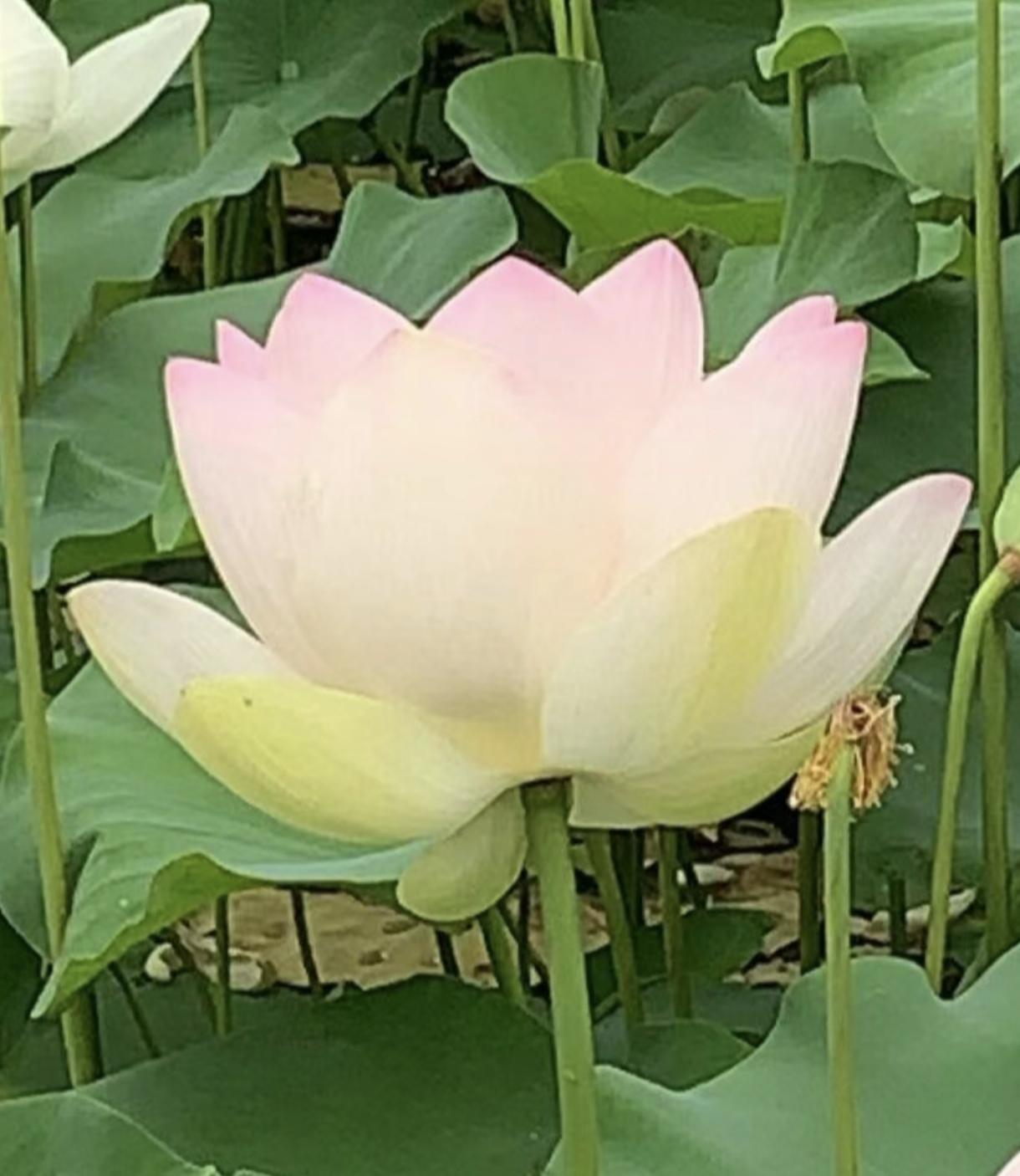 我想知道，如果用普通话读芭梨释迦是不是和巴黎世家同音？如果使用这个名字会不会被巴