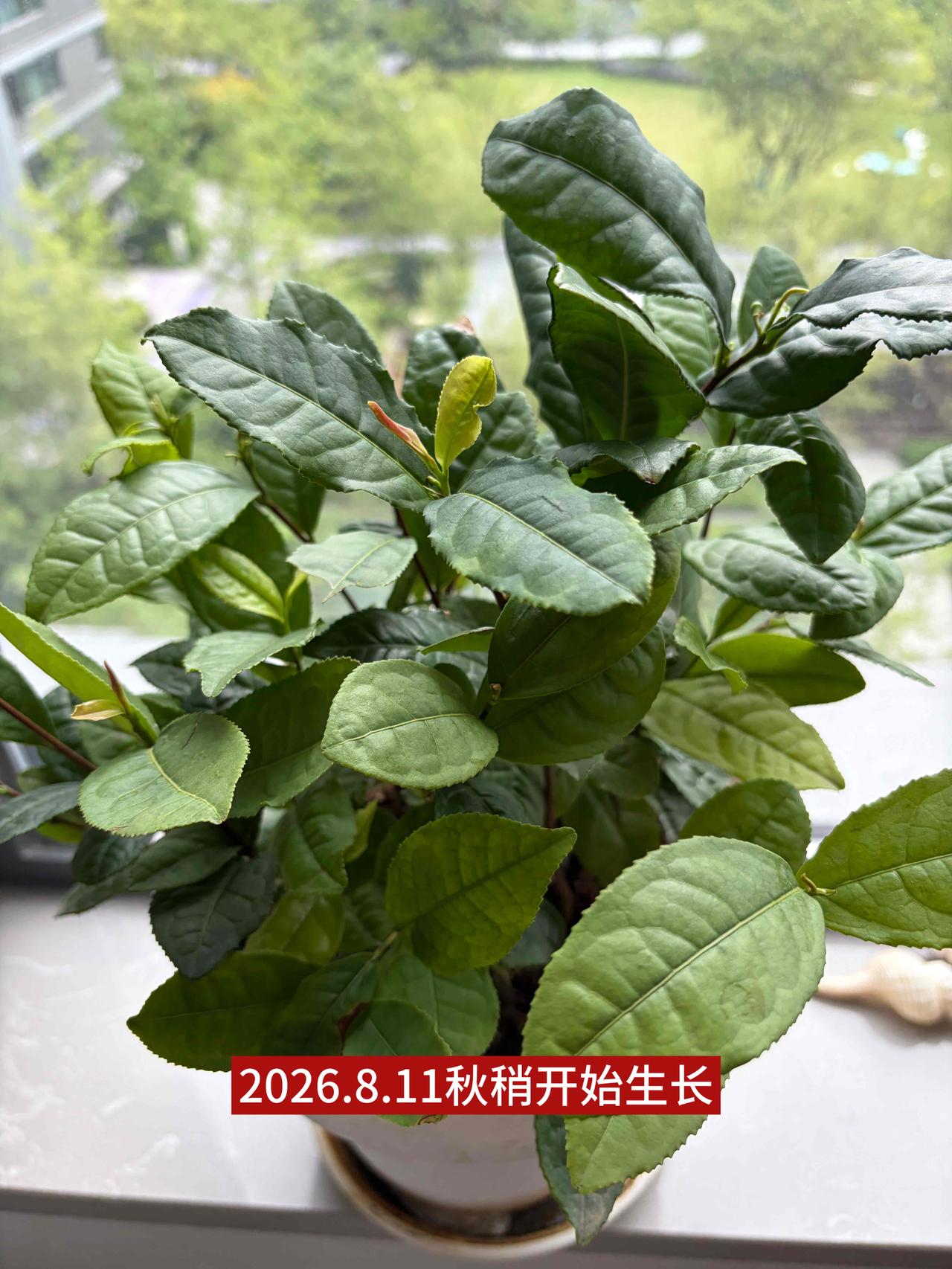 我的安吉白茶种籽发芽的，这一盆茶苗，8月11日拍照做了记录，刚开始发秋芽，今天2