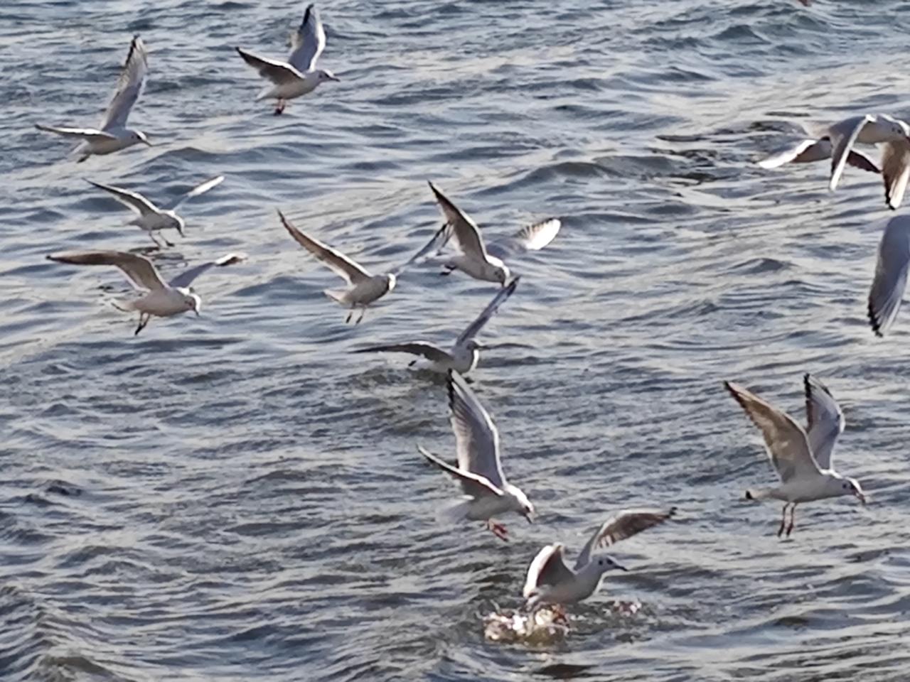 在海边邂逅海鸥与海浪的那一刻，感觉整个世界都安静了。海鸥在海面上空轻盈地舞动，像