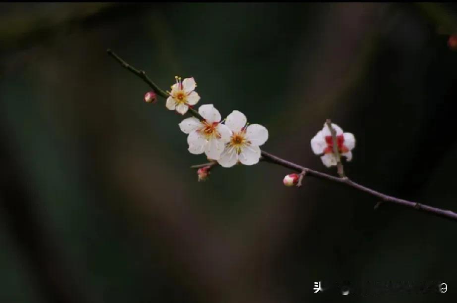 匆匆忙忙关上窗户，时钟是凌晨一点23分钟。
睡梦中，被一阵骤然响起的声音吵醒，狗