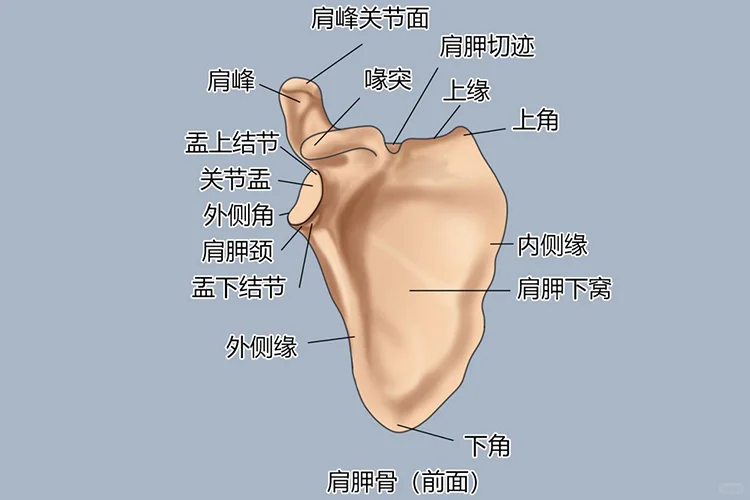 肩胛骨解剖图