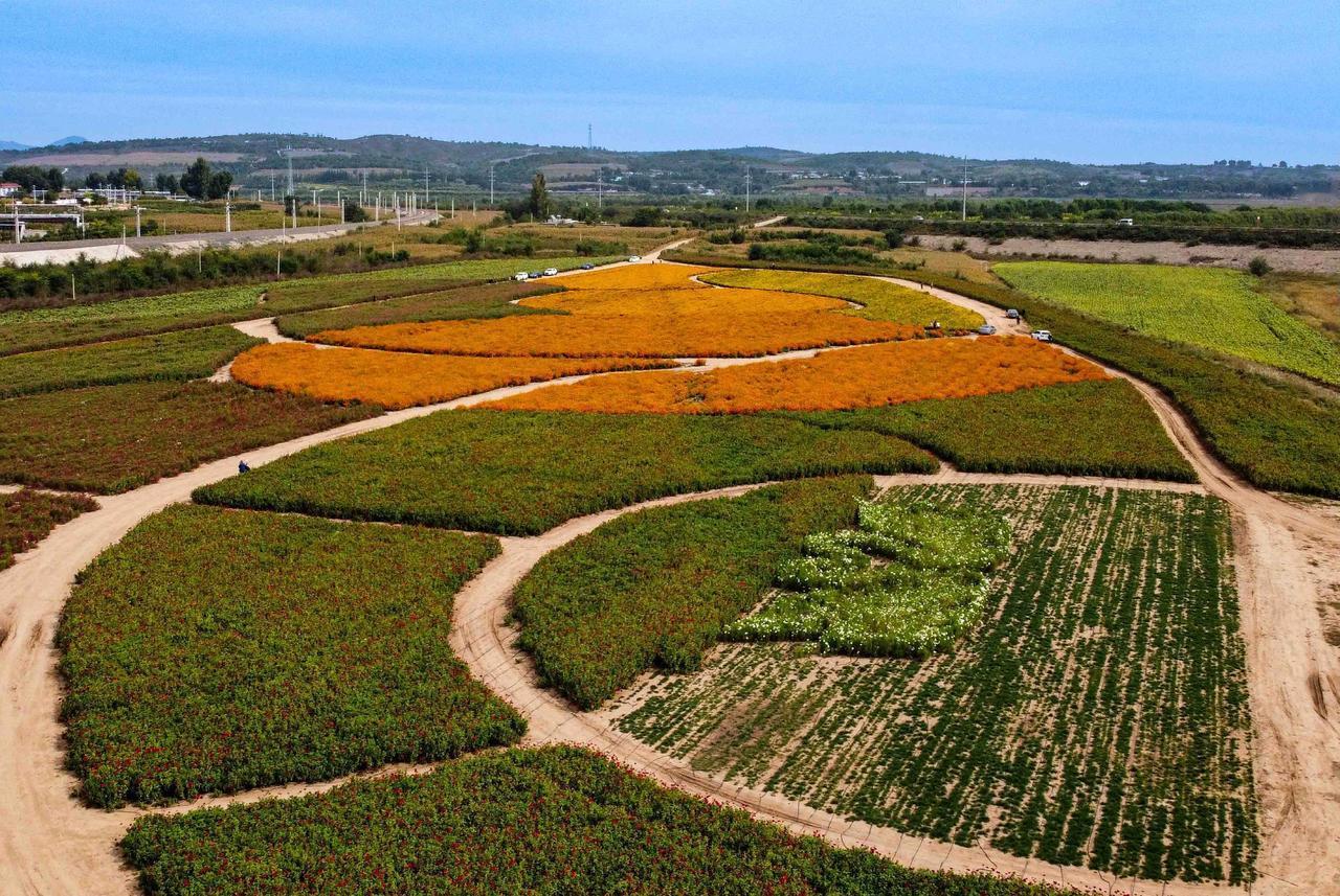 距离上周五，一周时间，天鹅已经全身开花了！山水画卷 乡村美