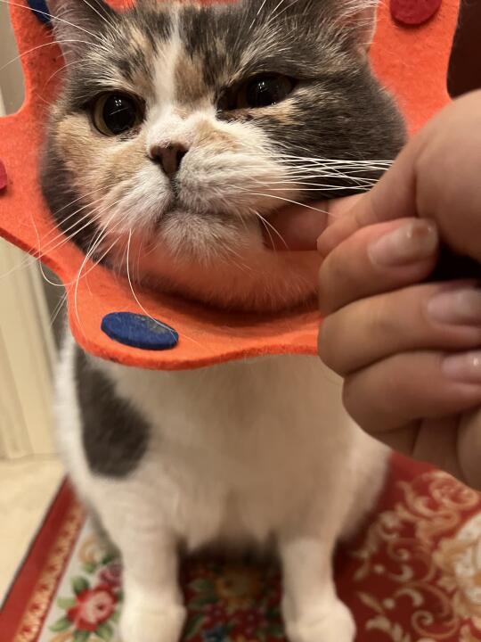 小猫脸子