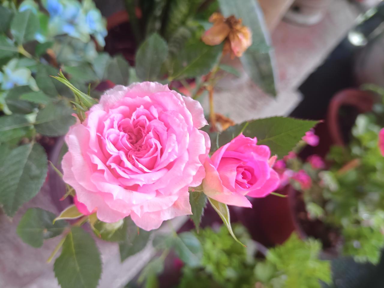 分享一张盛开绚烂的花