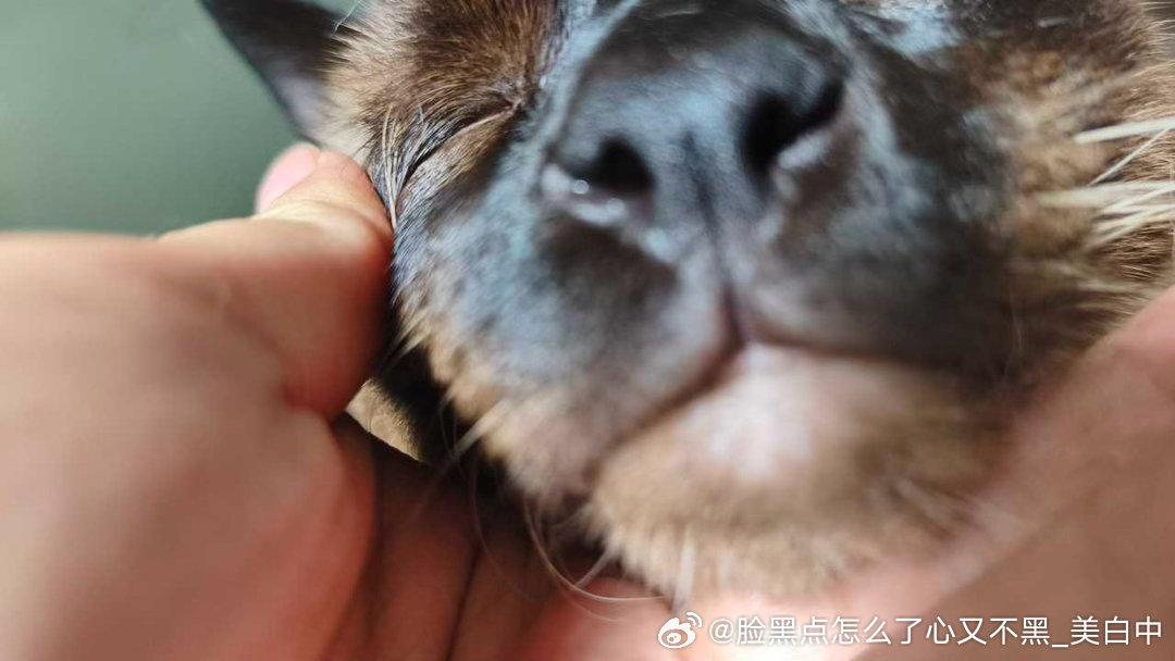 4281只黑脸大家吃饭了吗？吃没吃都来吃这个，包臭 
