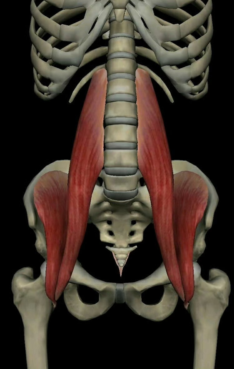 运动康复 康复知识随机抽查：这块肌肉是哪里？
