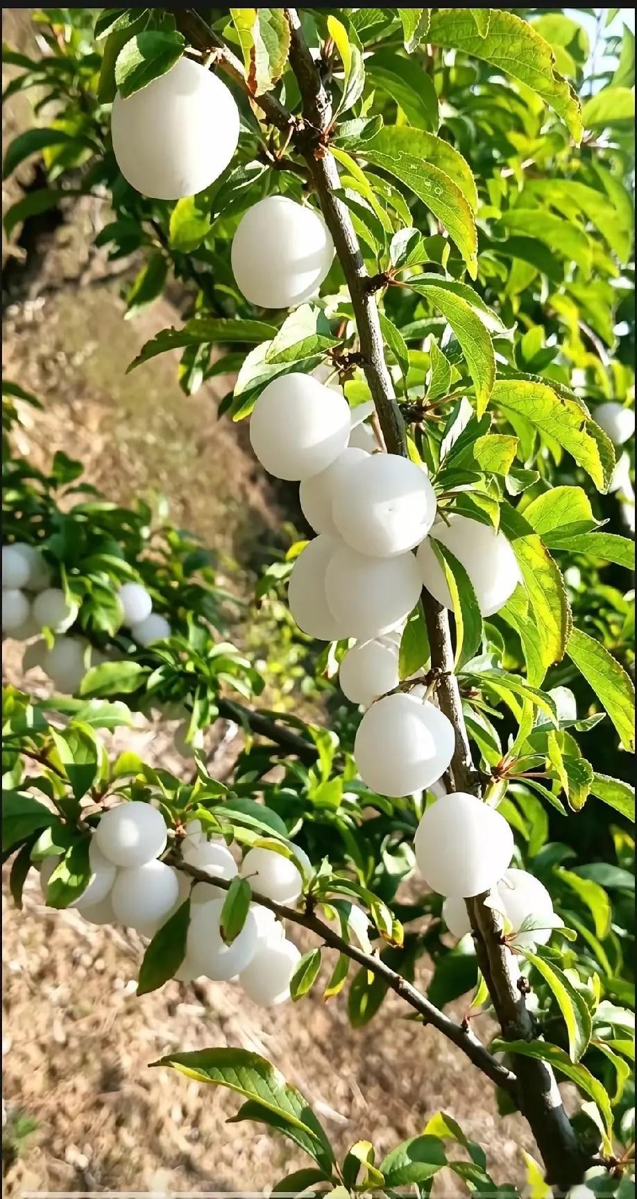 白玉李子 