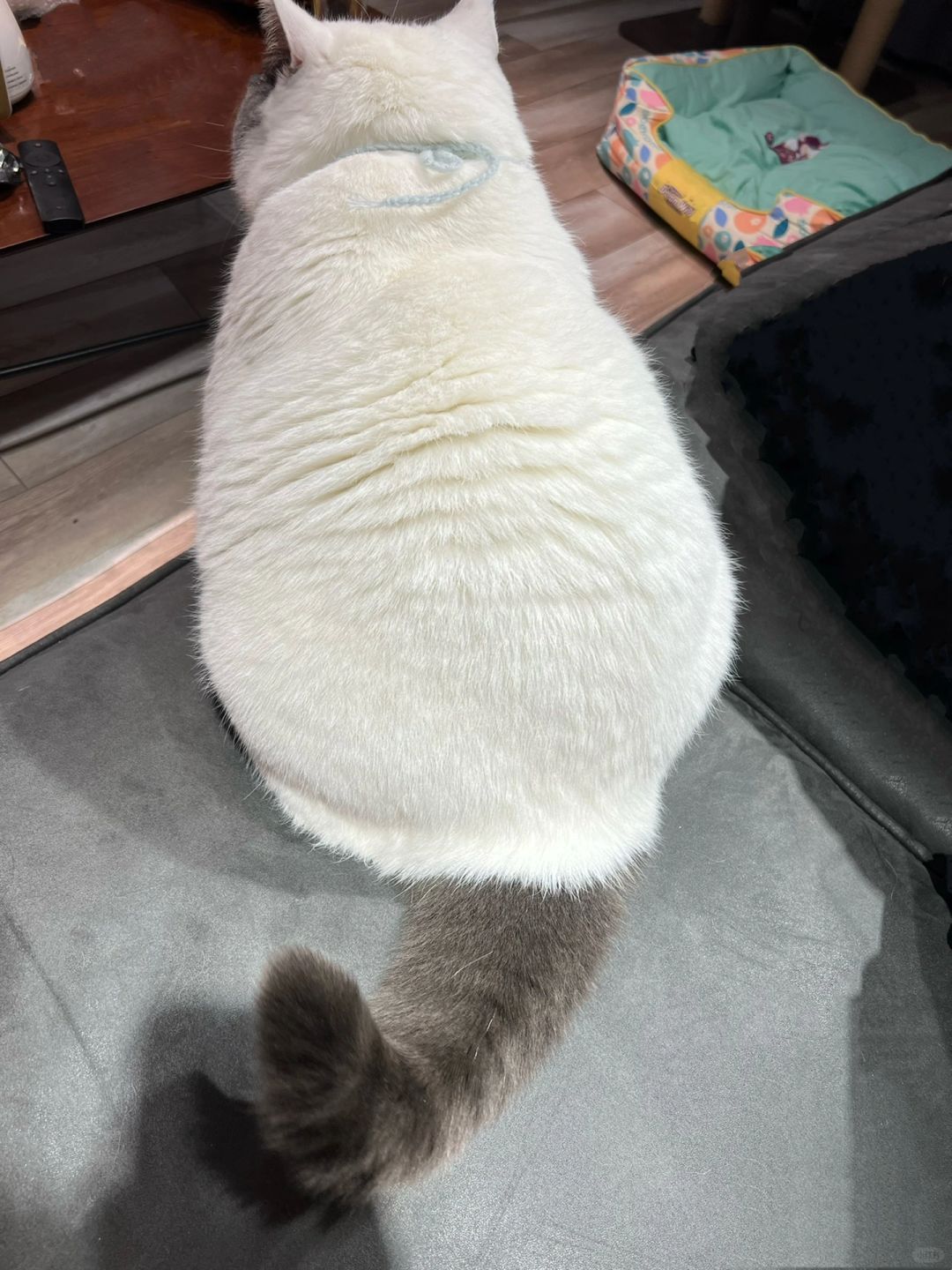 这是一只小……额不对，是大猫😁