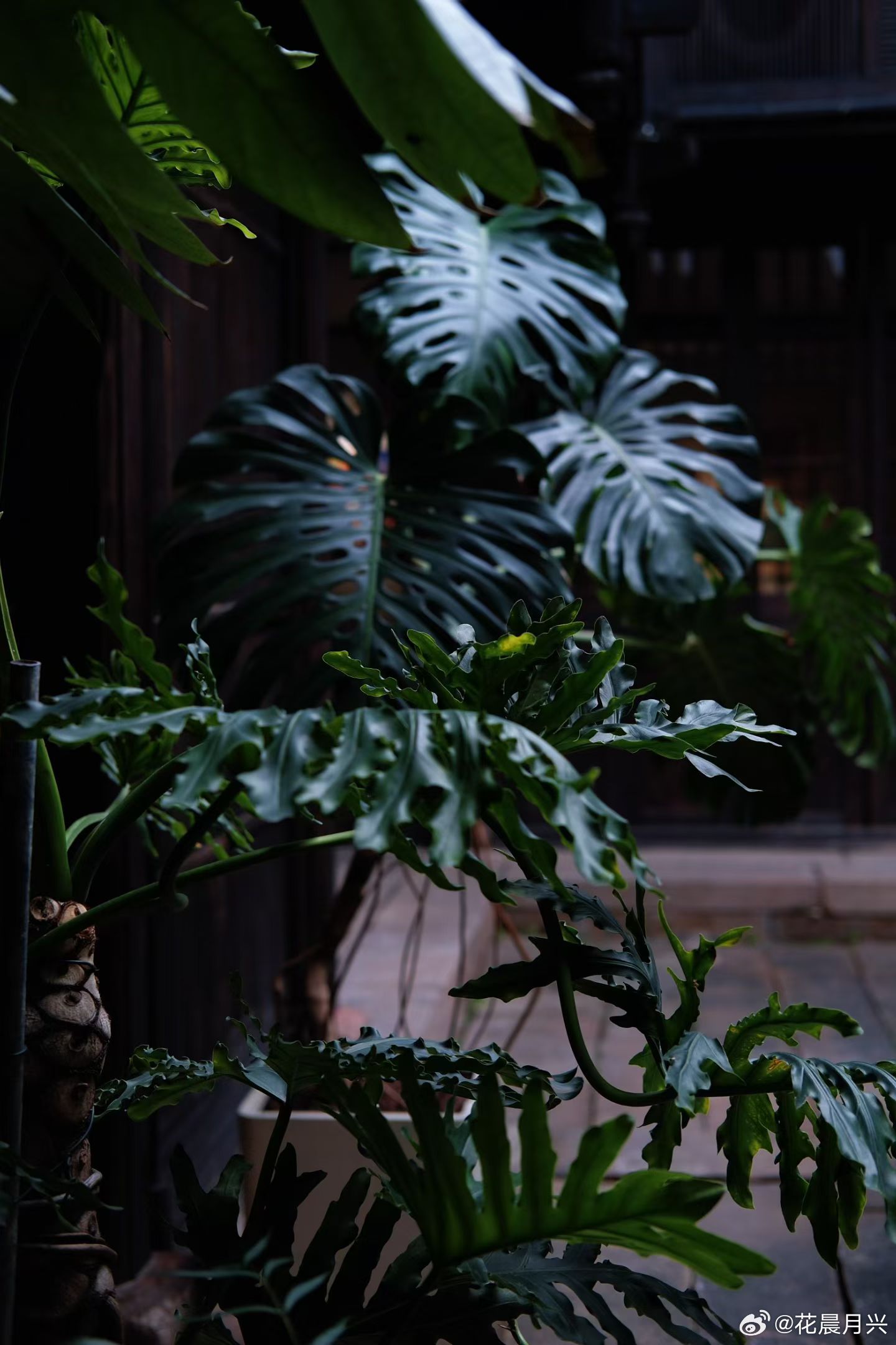 小院里|万物静观皆自得很喜欢宋儒的诗句：“万物静观皆自得”唯静才能让我们在红尘浊