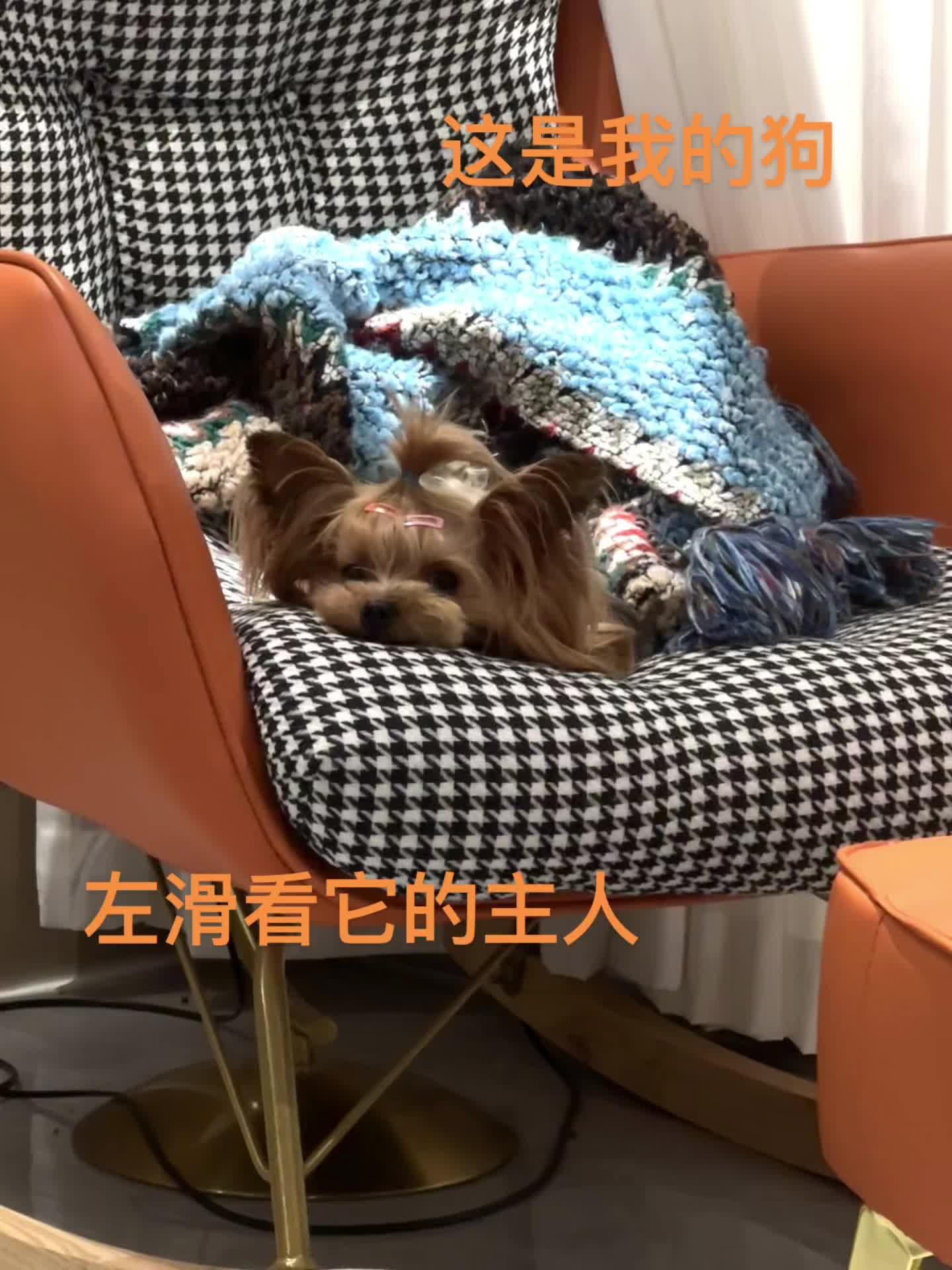 🐶
