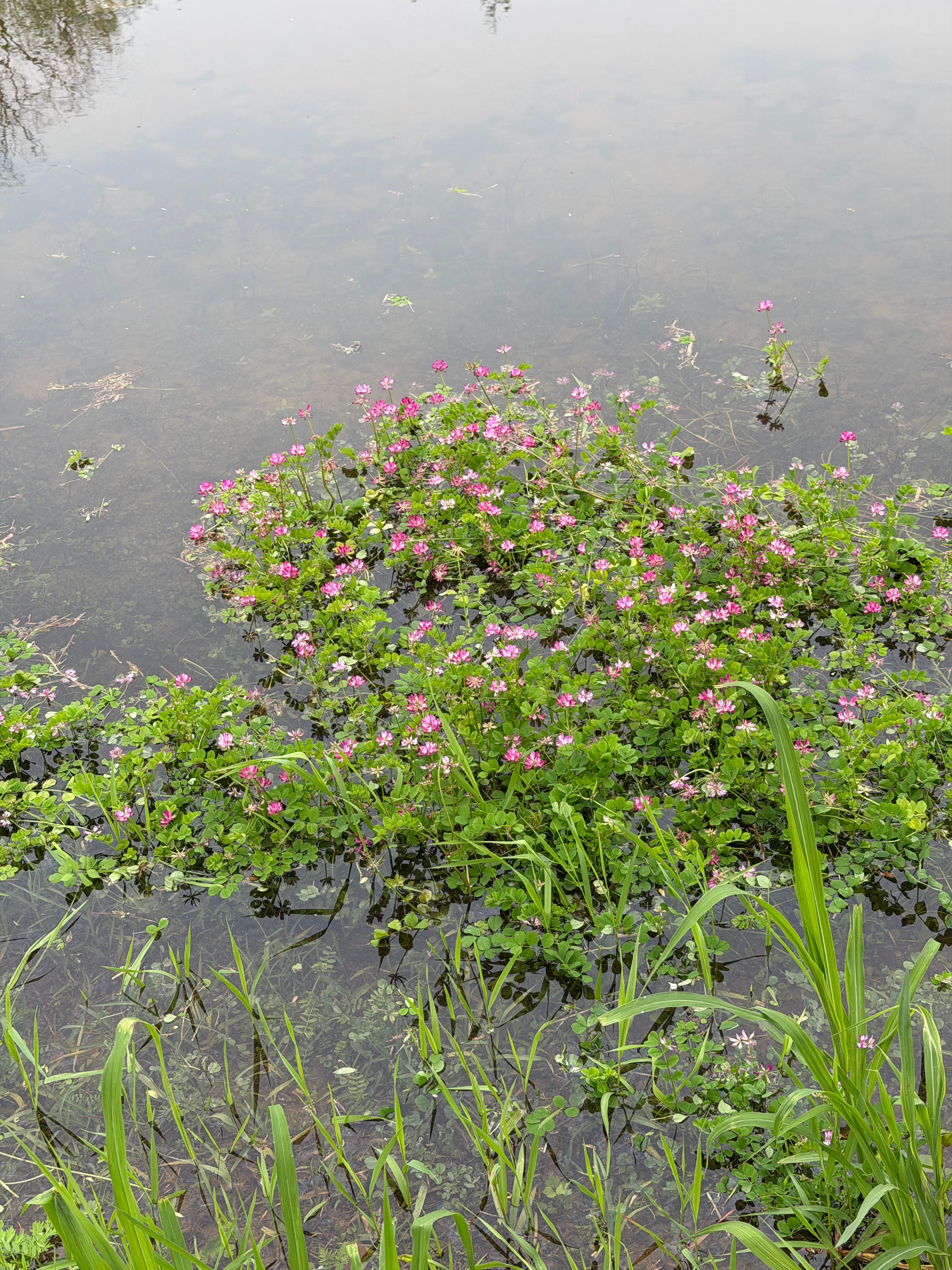 随手拍春天来了 长沙·巴溪洲