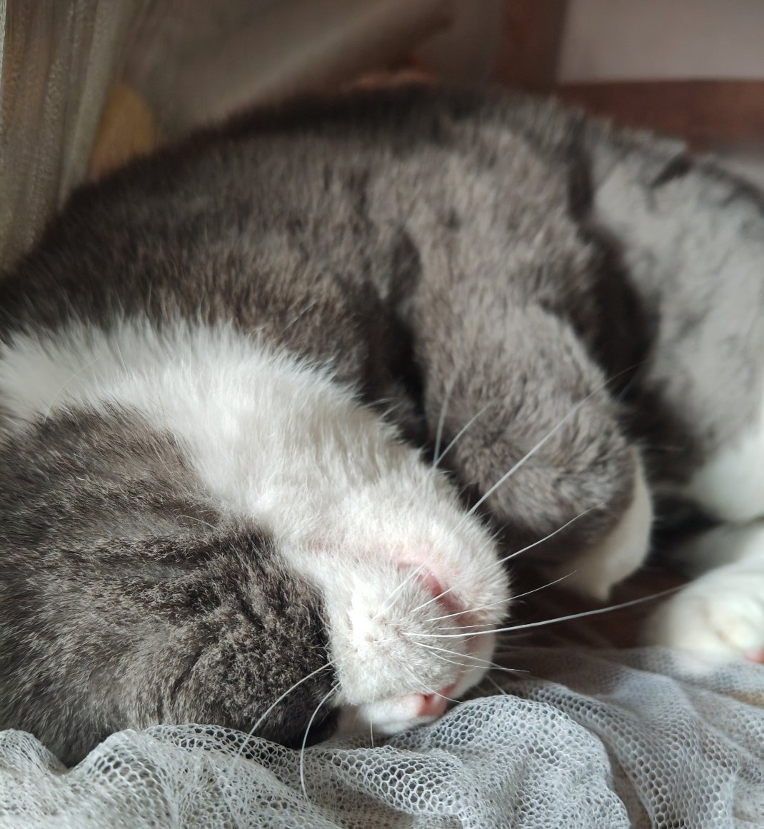我家猫咪吃过偏咸一点的猫粮之后，就不爱吃清淡款式的猫粮。请教了做兽医的朋友，说主