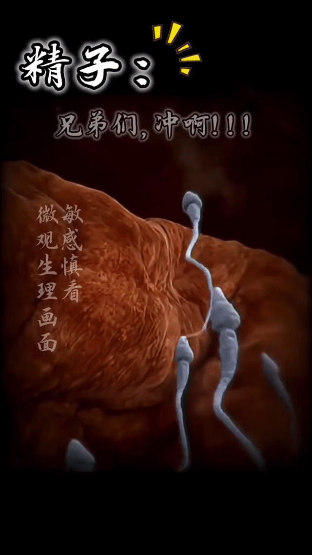 很多人对精子误解很深，
看完这个颠覆你的认知
真相一定要搞懂！

精子在女性体内