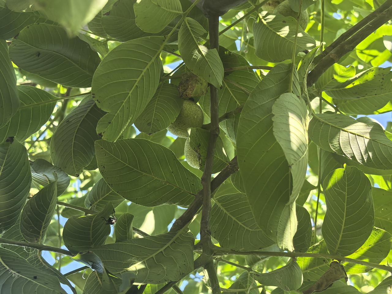 弘毅生态农场食物森林里种植的核桃，与草共舞六不用，不用农药、化肥、除草剂、激素依