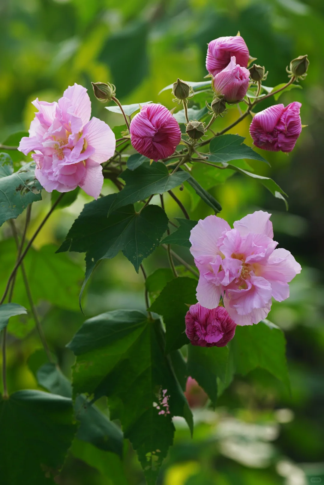 木芙蓉初绽（六）